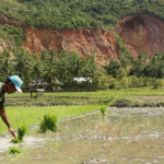 padi pascabanjir Aceh ditanam petani