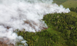 asap kebakaran gambut Aceh Barat