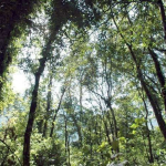 tutupan hutan Kalimantan Timur