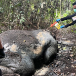 Bangkai Gajah Riau Tanpa Kepala Gegerkan Kawasan Perkebunan