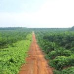 Perkebunan kelapa sawit di Indonesia dengan potensi limbah sawit sebagai sumber energi terbarukan dan ekonomi hijau