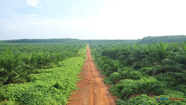 Perkebunan kelapa sawit di Indonesia dengan potensi limbah sawit sebagai sumber energi terbarukan dan ekonomi hijau