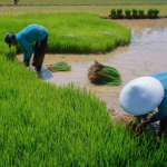 petani menanam varietas padi tahan kekeringan di lahan sawah
