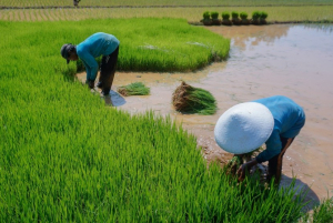 petani menanam varietas padi tahan kekeringan di lahan sawah