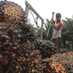harga TBS sawit Riau naik, petani panen tandan buah segar di perkebunan sawit