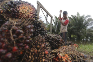harga TBS sawit Riau naik, petani panen tandan buah segar di perkebunan sawit