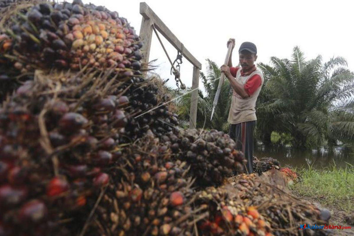 harga TBS sawit Riau naik, petani panen tandan buah segar di perkebunan sawit