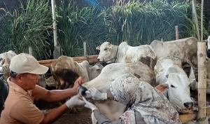 sapi Bantul kurban Presiden saat menjalani pemeriksaan kesehatan di kandang ternak Bantul