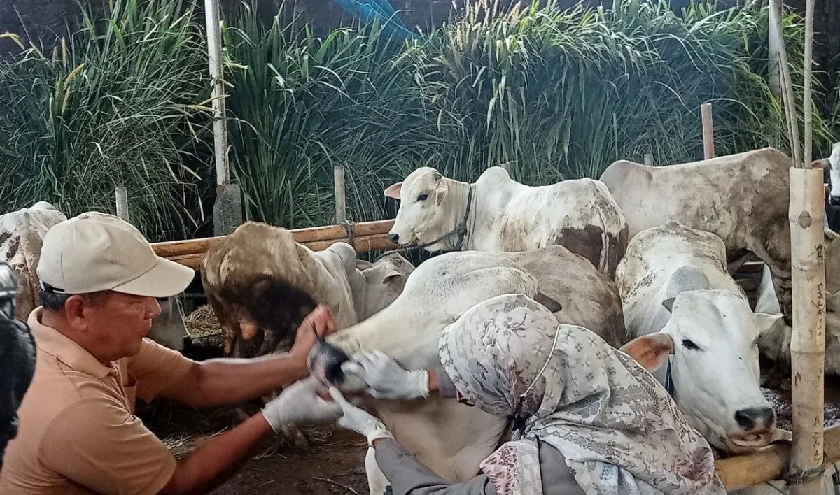 sapi Bantul kurban Presiden saat menjalani pemeriksaan kesehatan di kandang ternak Bantul