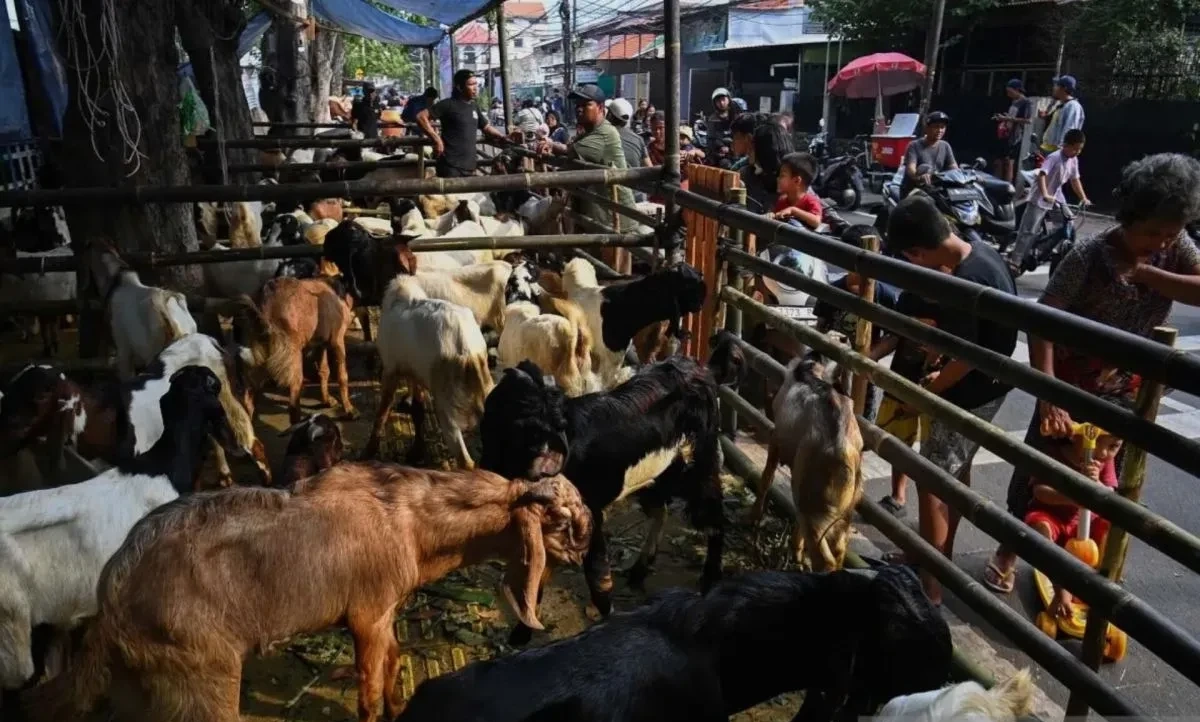 Pengawasan hewan kurban DKI di lapak penjualan kambing menjelang Idul Adha untuk mencegah PMK.