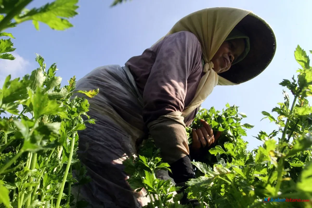 Petani memanen sayuran hortikultura di lahan pertanian Kota Batu sebagai upaya menjaga produktivitas melalui Green House Kota Batu saat menghadapi fenomena bediding.